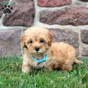 Dorian, Havapoo Puppy