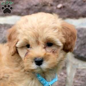 Dorian, Havapoo Puppy