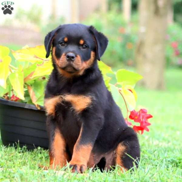 Doris, Rottweiler Puppy