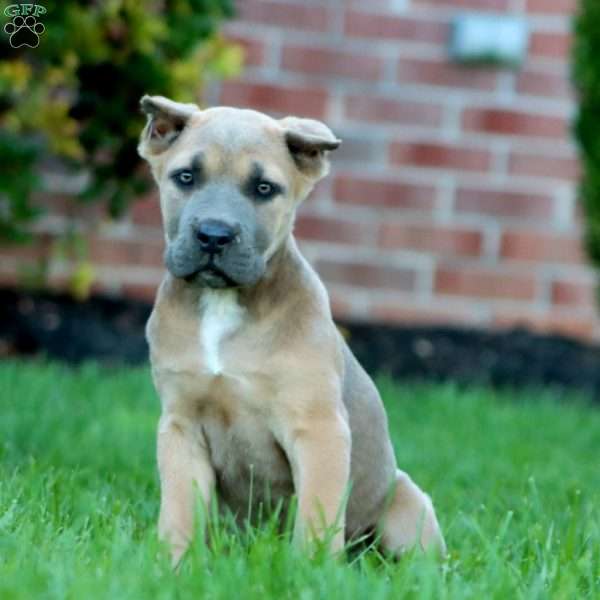 Doris, Cane Corso Puppy