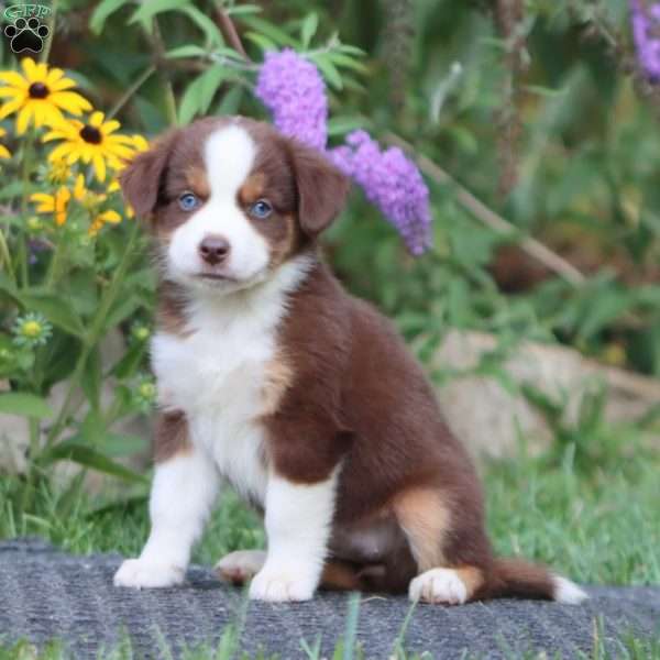 Doris, Miniature Australian Shepherd Puppy