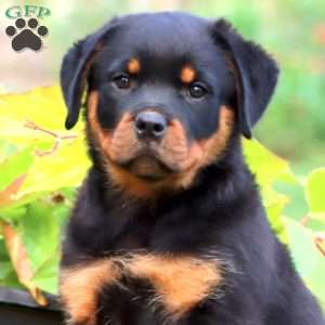 Doris, Rottweiler Puppy