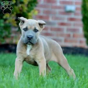 Doris, Cane Corso Puppy