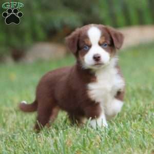 Doris, Miniature Australian Shepherd Puppy
