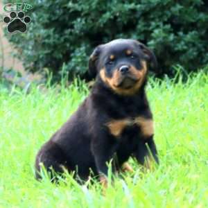 Doris, Rottweiler Puppy