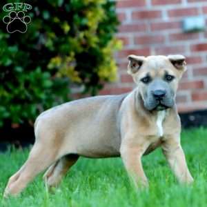 Doris, Cane Corso Puppy