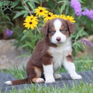 Doris, Miniature Australian Shepherd Puppy