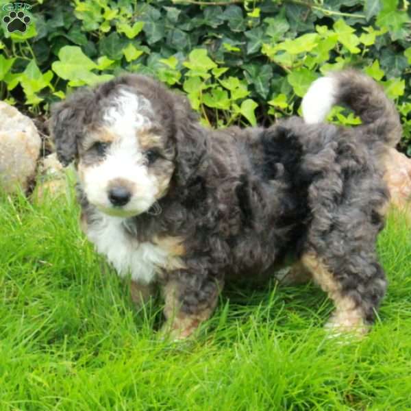 Dot, Mini Bernedoodle Puppy
