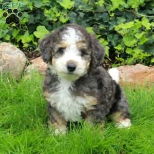 Dot, Mini Bernedoodle Puppy