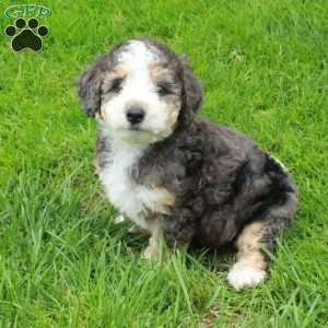 Dot, Mini Bernedoodle Puppy