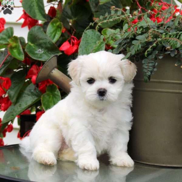 Dottie, Teddy Bear Puppy