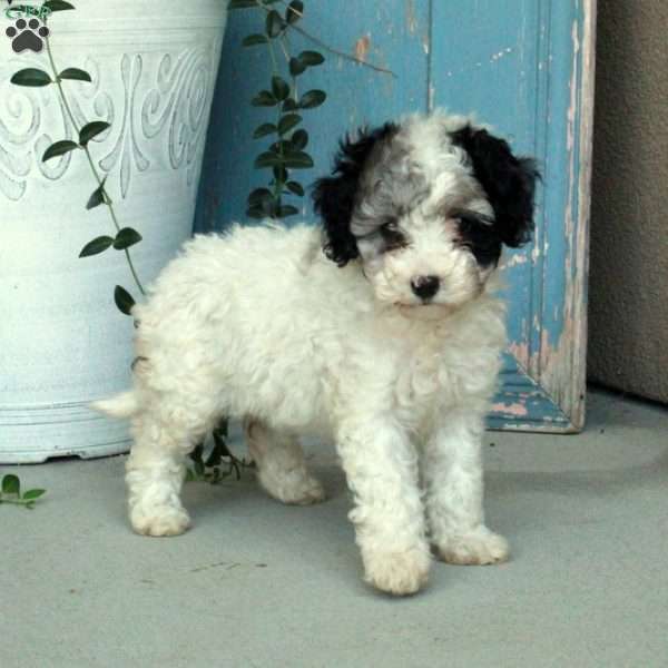 Dottie, Miniature Poodle Puppy