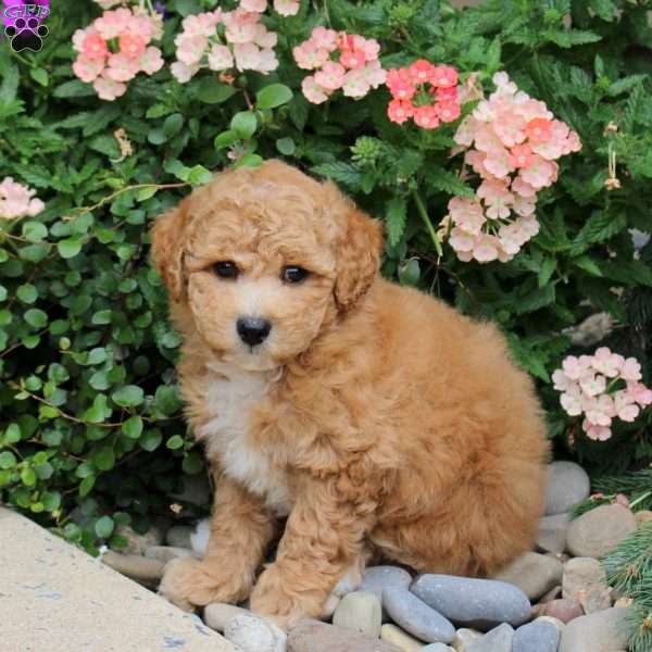 Doug, Bich-Poo Puppy