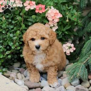 Doug, Bich-Poo Puppy