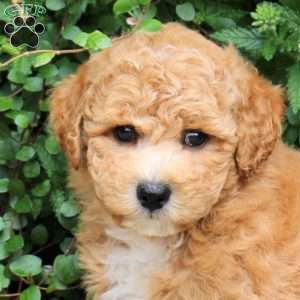 Doug, Bich-Poo Puppy