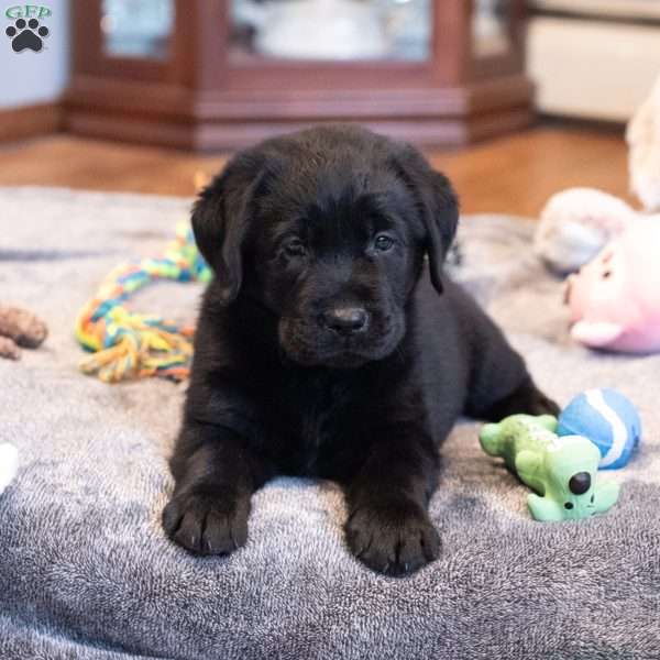 Dream, Black Labrador Retriever Puppy