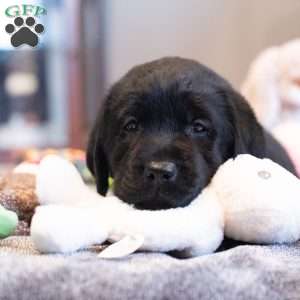 Dream, Black Labrador Retriever Puppy