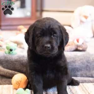 Dream, Black Labrador Retriever Puppy