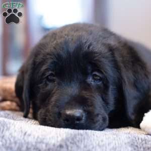 Dream, Black Labrador Retriever Puppy