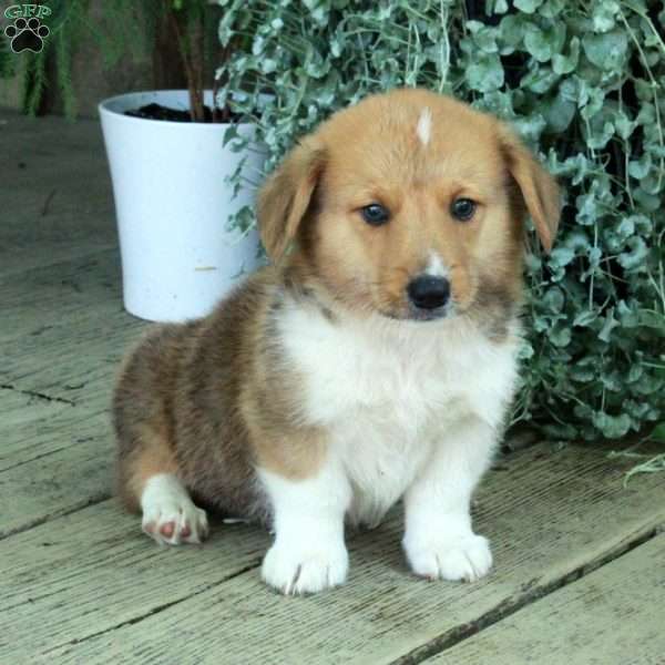 Drew, Pembroke Welsh Corgi Puppy