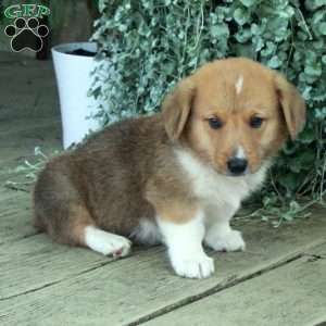 Drew, Pembroke Welsh Corgi Puppy