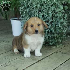 Drew, Pembroke Welsh Corgi Puppy