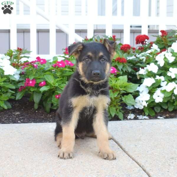 Drifter, German Shepherd Puppy