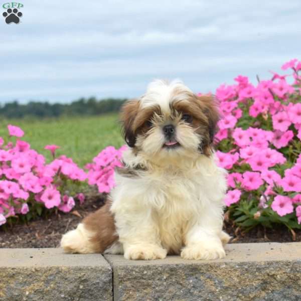 Drifter, Shih Tzu Puppy