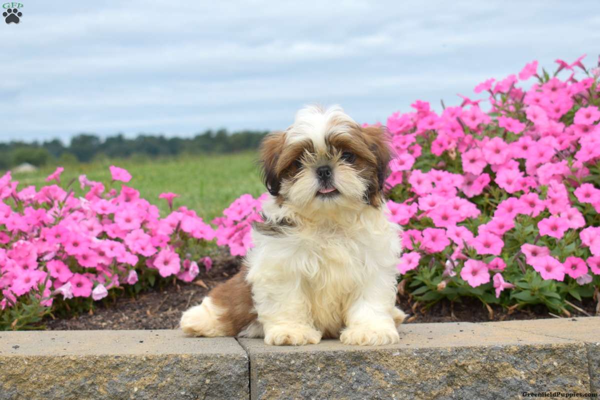 Drifter (Shih Tzu, Male) in Elizabethtown, PA