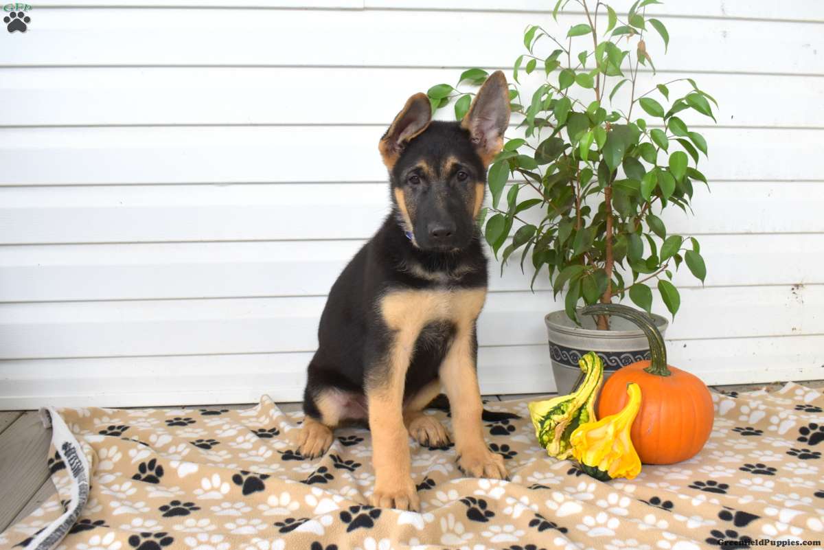 Drifter, German Shepherd