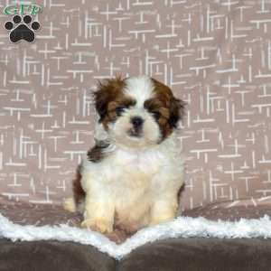 Drifter, Shih Tzu Puppy