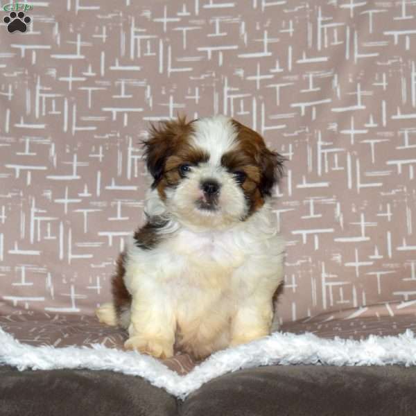 Drifter, Shih Tzu Puppy