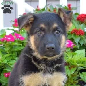 Drifter, German Shepherd Puppy