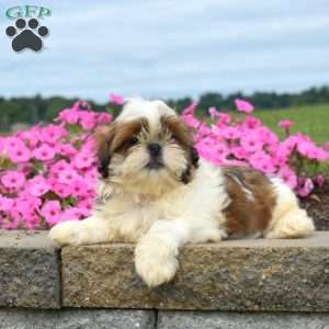 Drifter, Shih Tzu Puppy