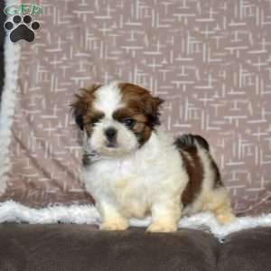 Drifter, Shih Tzu Puppy