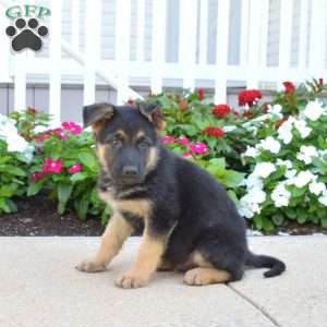 Drifter, German Shepherd Puppy