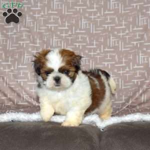 Drifter, Shih Tzu Puppy