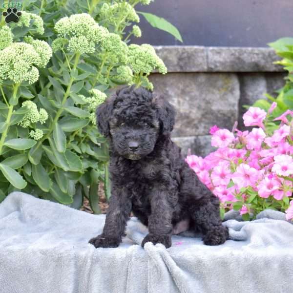 Drummer, Mini Aussiedoodle Puppy