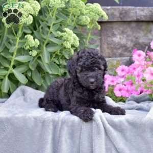 Drummer, Mini Aussiedoodle Puppy