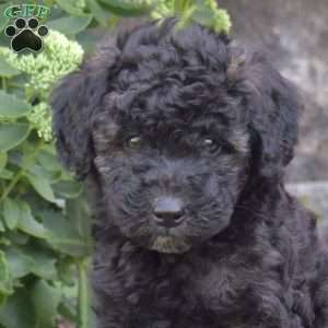 Drummer, Mini Aussiedoodle Puppy