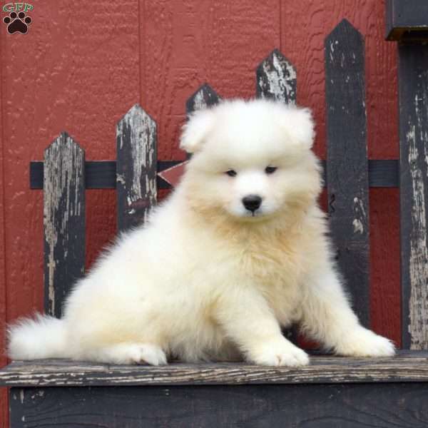 Duff, Samoyed Puppy