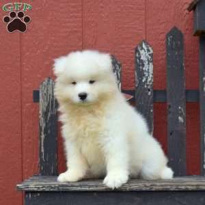Duff, Samoyed Puppy