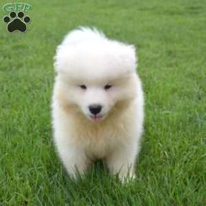 Duff, Samoyed Puppy
