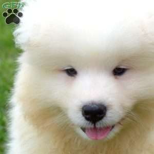 Duff, Samoyed Puppy
