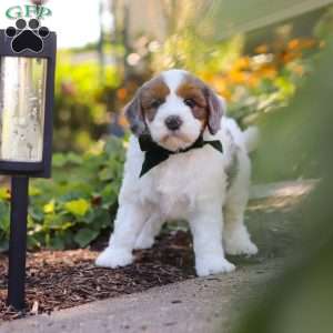 Duke, Mini Bernedoodle Puppy