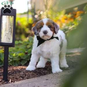 Duke, Mini Bernedoodle Puppy