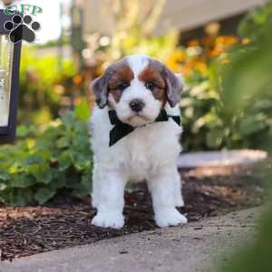 Duke, Mini Bernedoodle Puppy