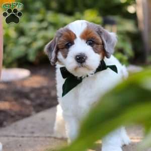 Duke, Mini Bernedoodle Puppy