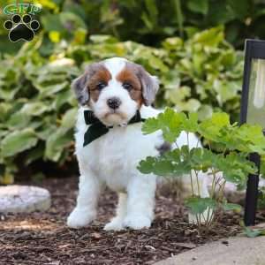 Duke, Mini Bernedoodle Puppy