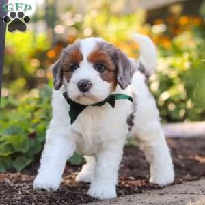 Duke, Mini Bernedoodle Puppy